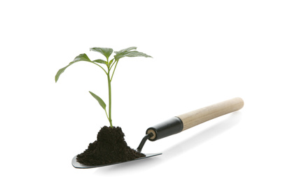 Gardening trowel with soil and green pepper seedling isolated on white