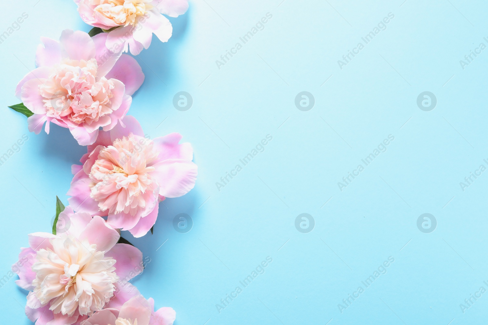 Photo of Beautiful fragrant peony flowers on color background