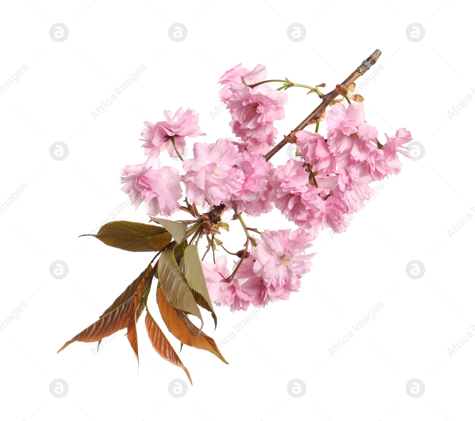 Photo of Beautiful sakura tree branch with pink flowers isolated on white