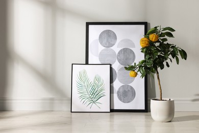 Photo of Potted bergamot tree with ripe fruits and pictures on floor near white wall indoors