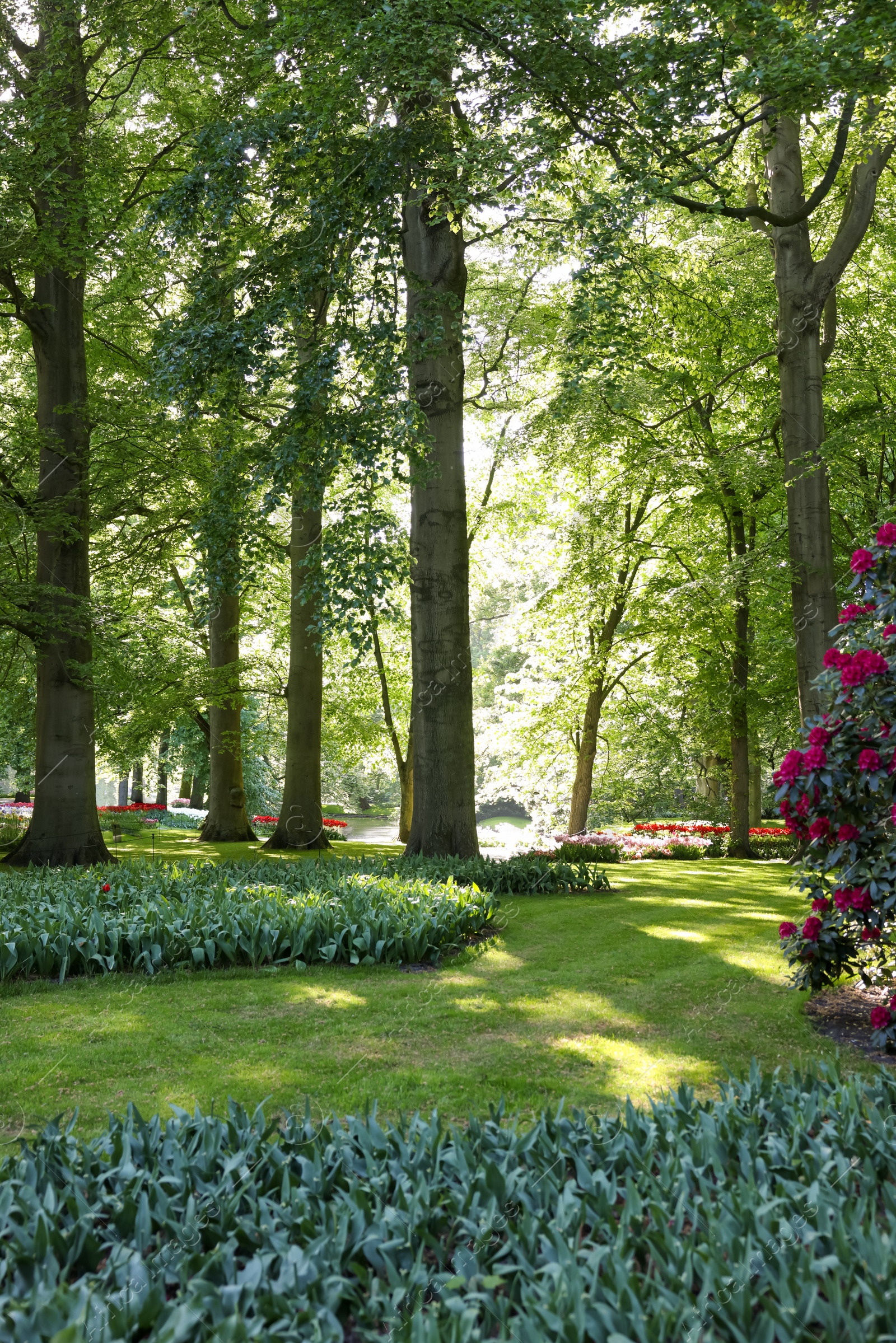 Photo of Park with beautiful flowers, trees and blooming bushes on sunny day. Spring season