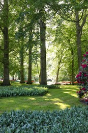 Park with beautiful flowers, trees and blooming bushes on sunny day. Spring season