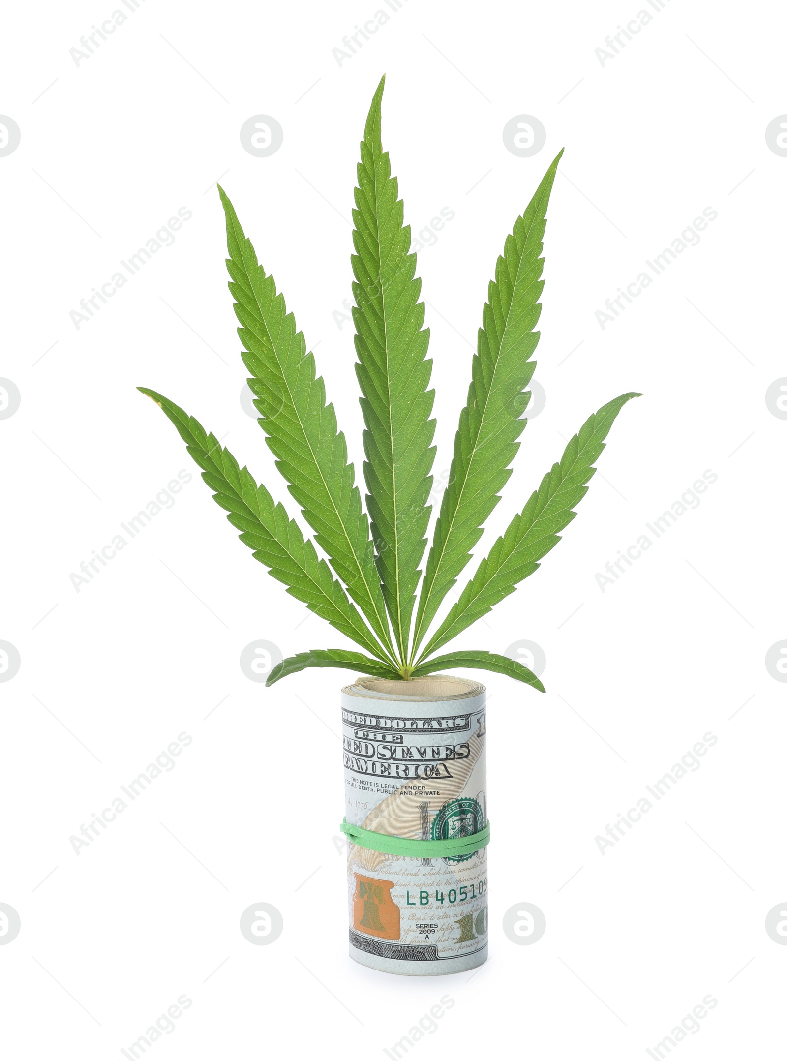 Photo of Green hemp leaf and money on white background