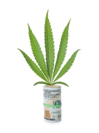 Photo of Green hemp leaf and money on white background
