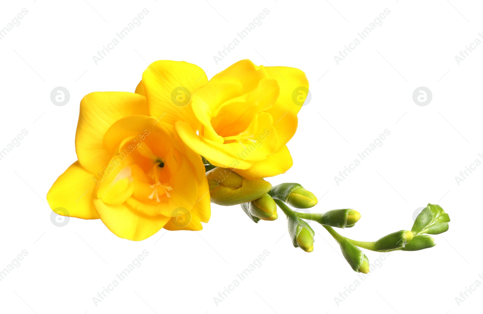 Photo of Beautiful yellow freesia flowers on white background