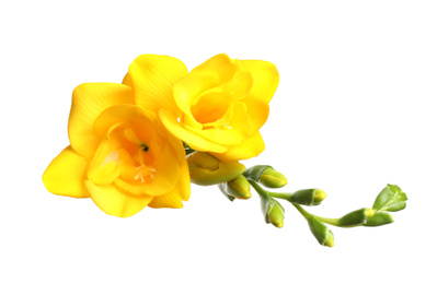 Photo of Beautiful yellow freesia flowers on white background