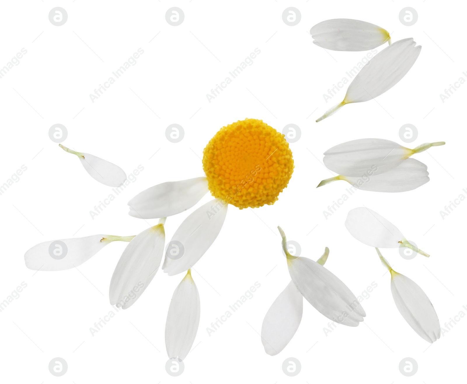 Image of Chamomile flower with flying petals on white background