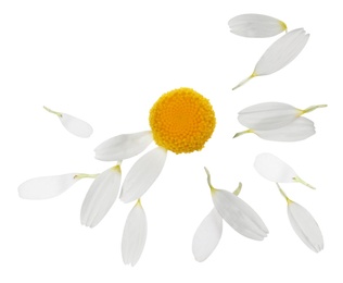 Image of Chamomile flower with flying petals on white background