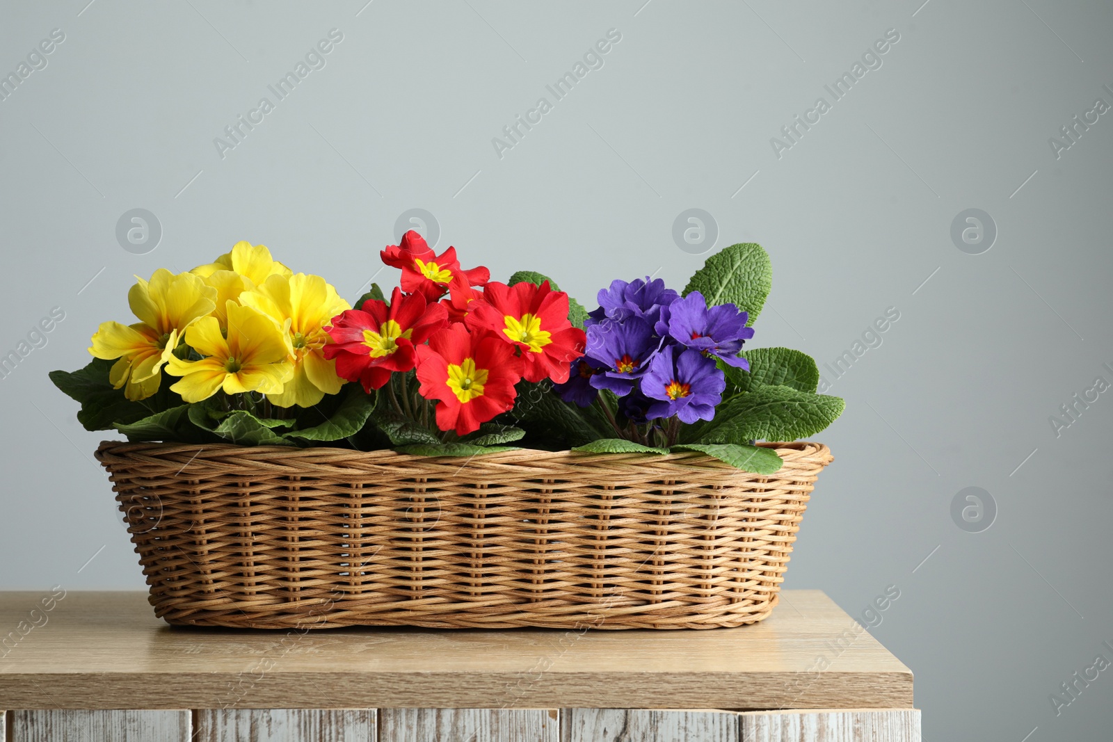 Photo of Beautiful primula (primrose) flowers in wicker basket on wooden table. Spring blossom