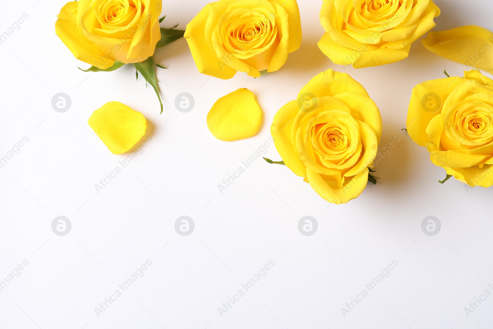 Photo of Beautiful yellow roses on white background, flat lay. Space for text