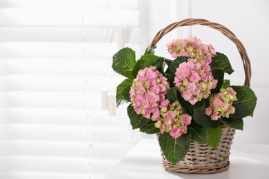 Photo of Beautiful blooming pink hortensia in wicker basket on white table indoors. Space for text