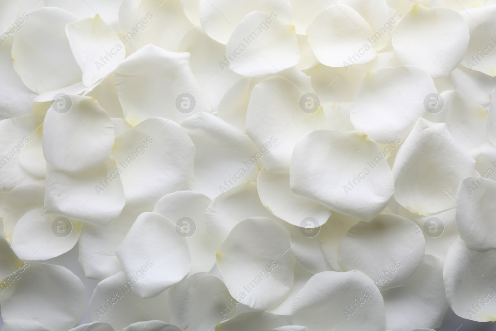 Photo of Beautiful white rose flower petals as background, top view