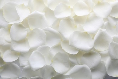 Photo of Beautiful white rose flower petals as background, top view