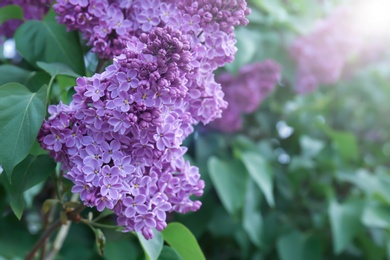 Blossoming lilac outdoors on spring day