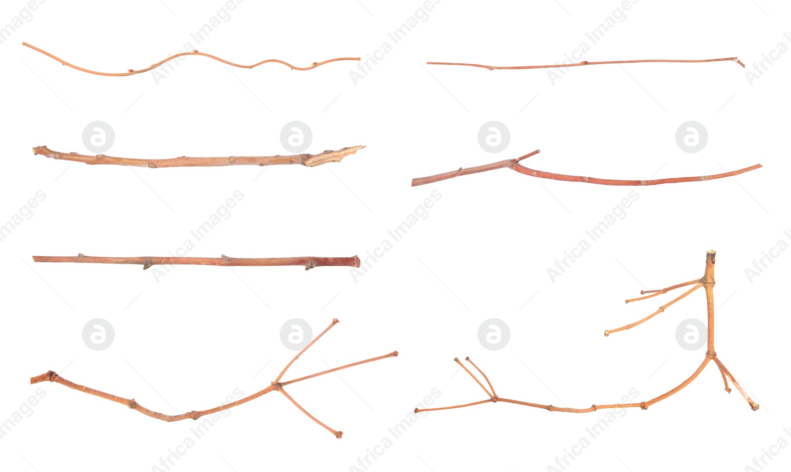 Image of Collage with dry tree twigs on white background