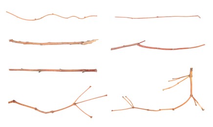 Image of Collage with dry tree twigs on white background