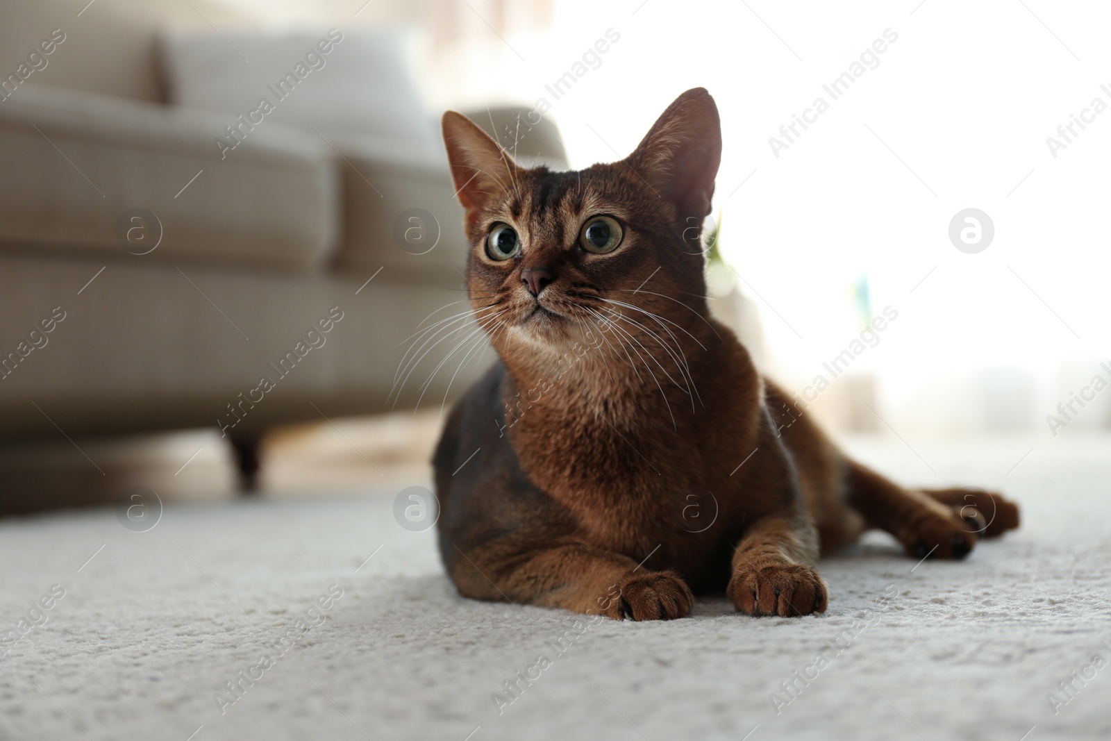 Photo of Beautiful Abyssinian cat on floor at home. Lovely pet