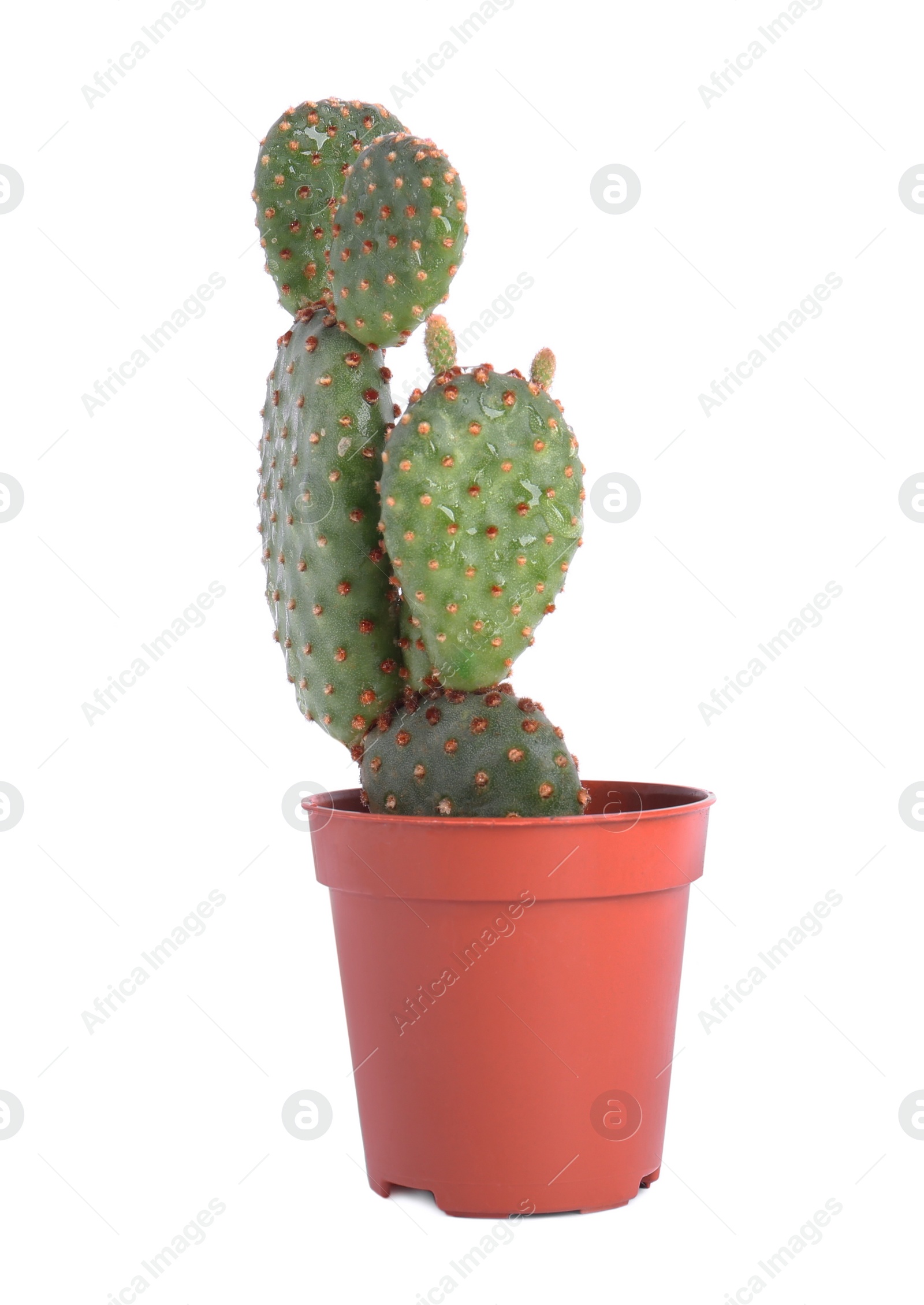 Photo of Beautiful green exotic cactus in pot isolated on white