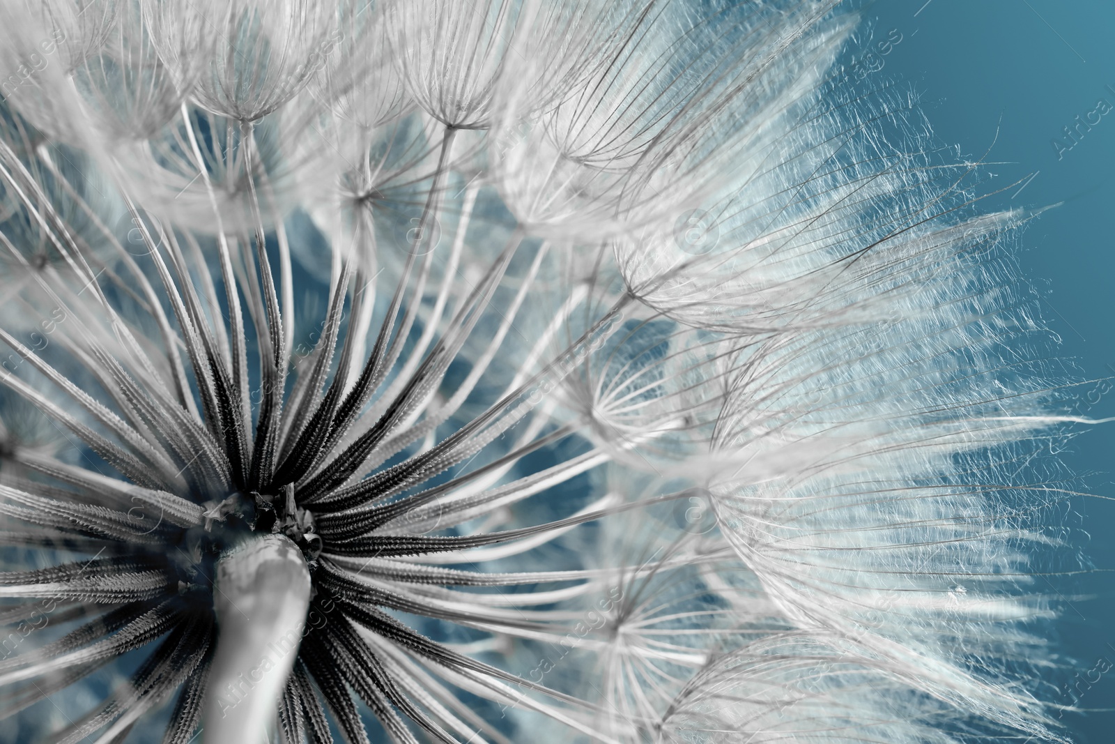 Image of Beautiful fluffy dandelion flower on pale light blue background, closeup. Color toned