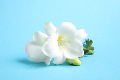 Beautiful freesia flowers on light blue background