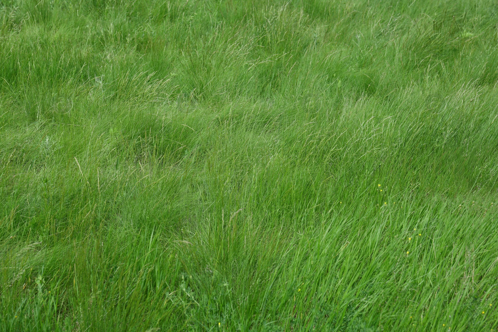 Photo of Beautiful lawn with fresh green grass outdoors