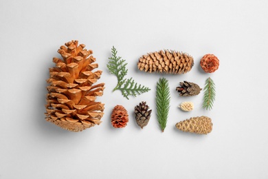 Flat lay composition with pinecones on white background