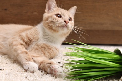 Cute ginger cat near overturned houseplant on carpet at home