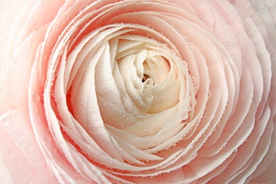 Beautiful spring ranunculus flower as background, closeup