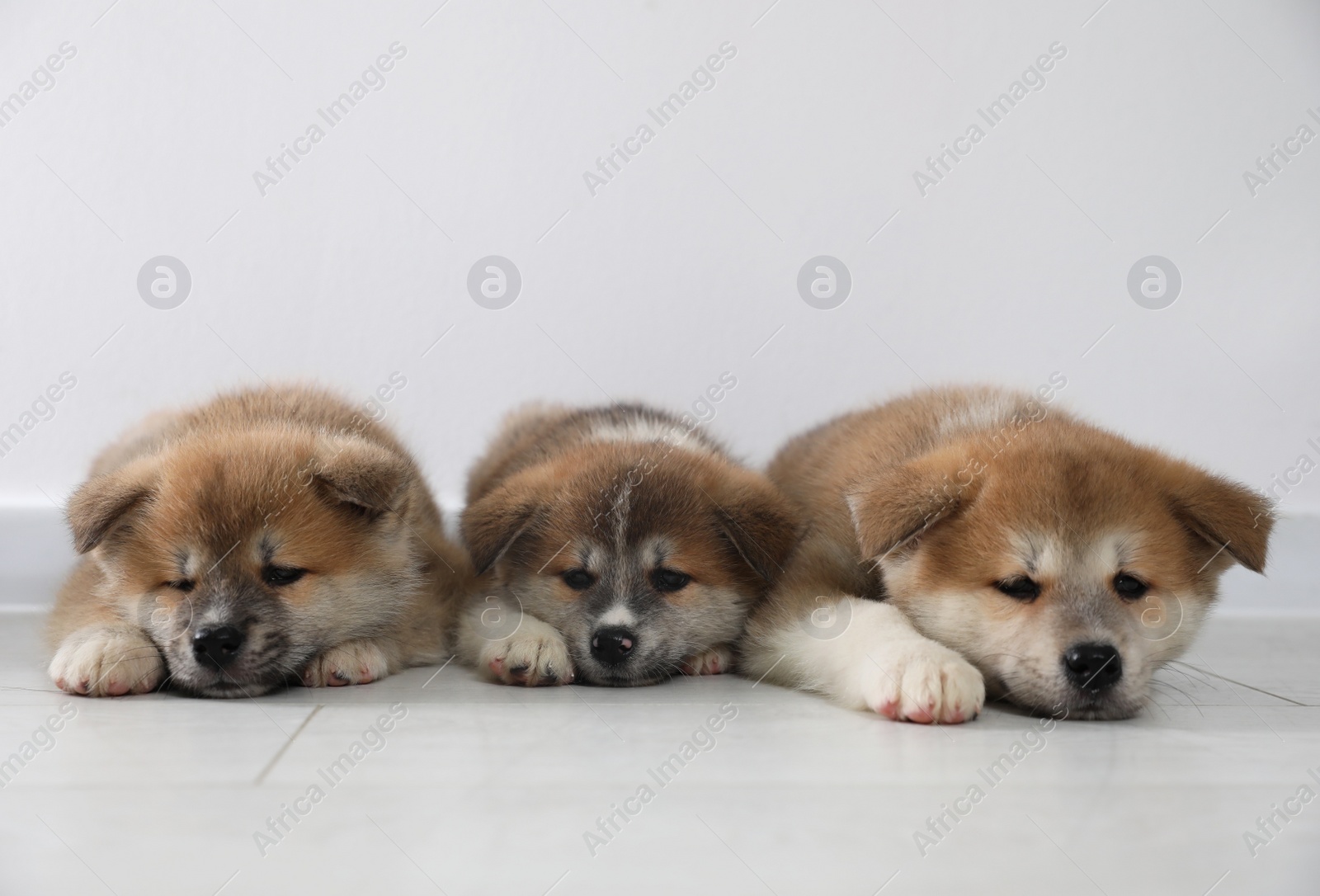 Photo of Adorable Akita Inu puppies on floor near light wall. Space for text