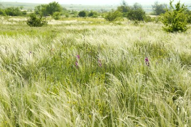 Beautiful flowers growing in meadow on sunny day