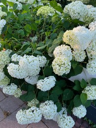 Photo of Hortensia plant with beautiful flowers growing outdoors