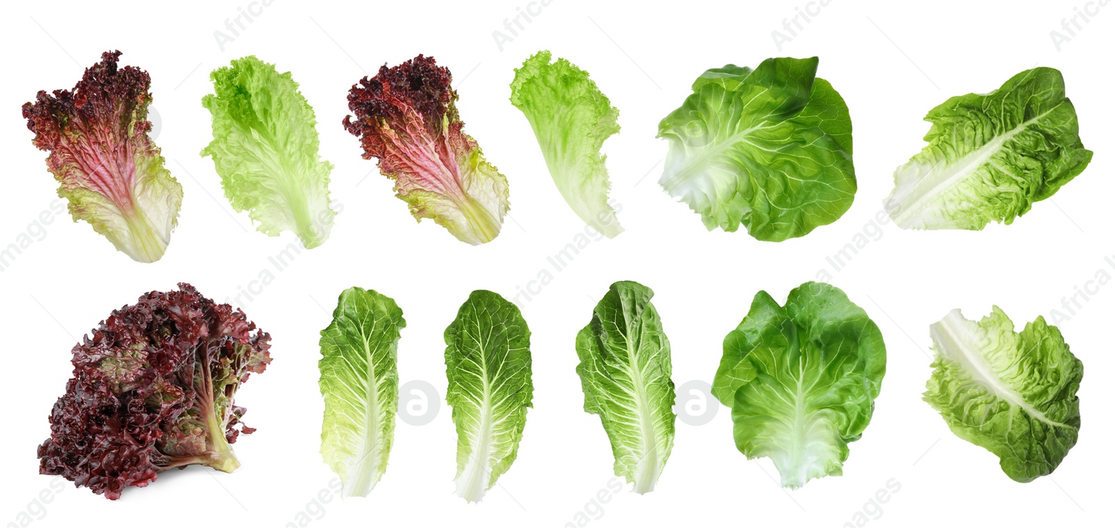 Image of Different types of lettuce isolated on white, collage design