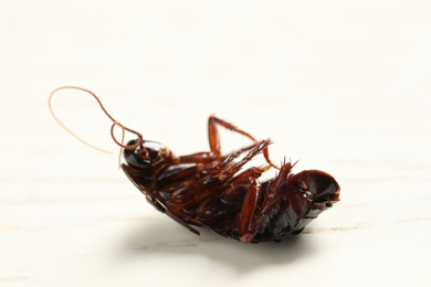 Dead brown cockroach on white wooden background, closeup. Pest control