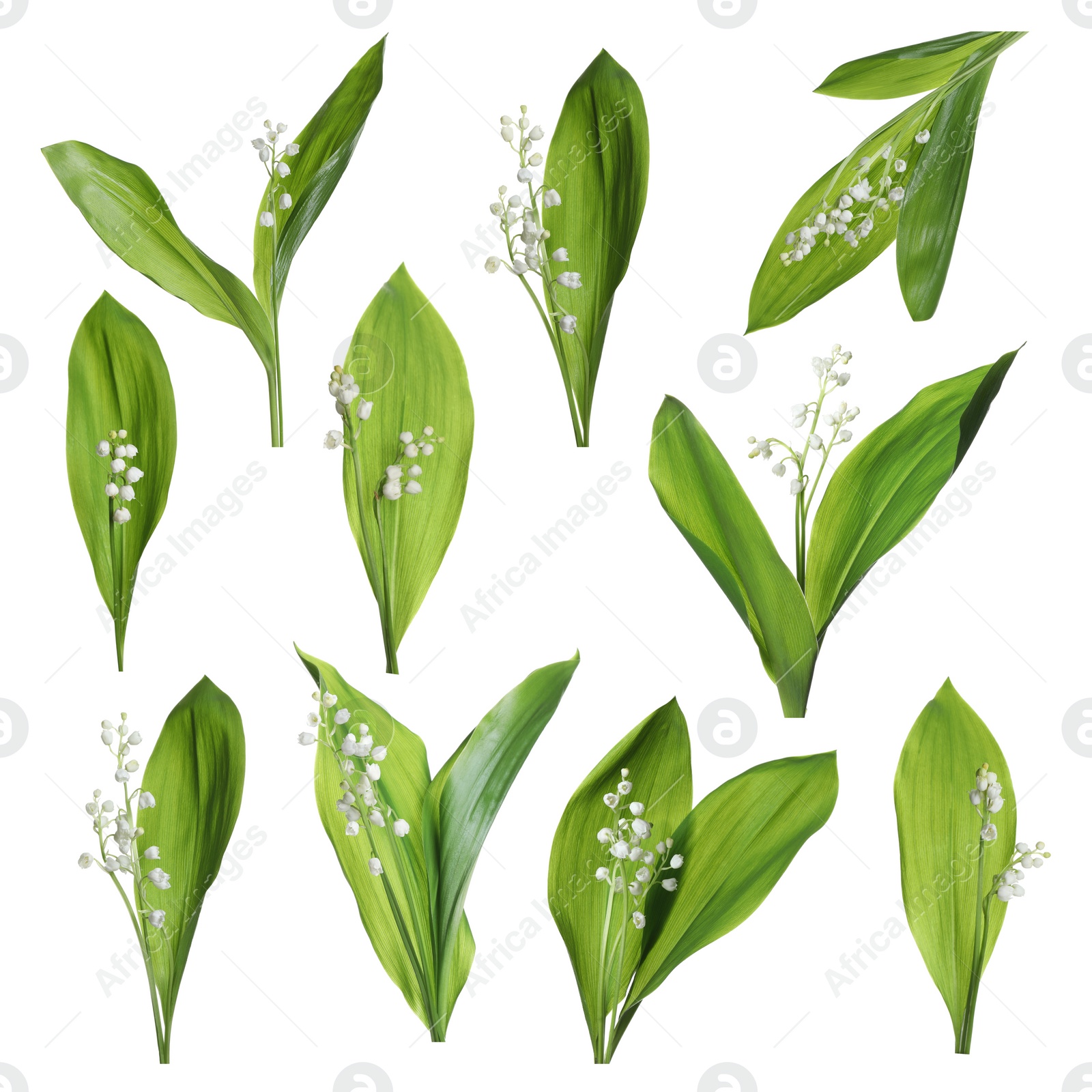 Image of Set of beautiful lily of the valley flowers with green leaves on white background