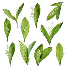 Image of Set of beautiful lily of the valley flowers with green leaves on white background