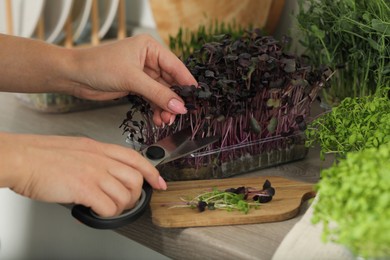 Photo of Woman with scissors cutting fresh radish microgreens at countertop, closeup