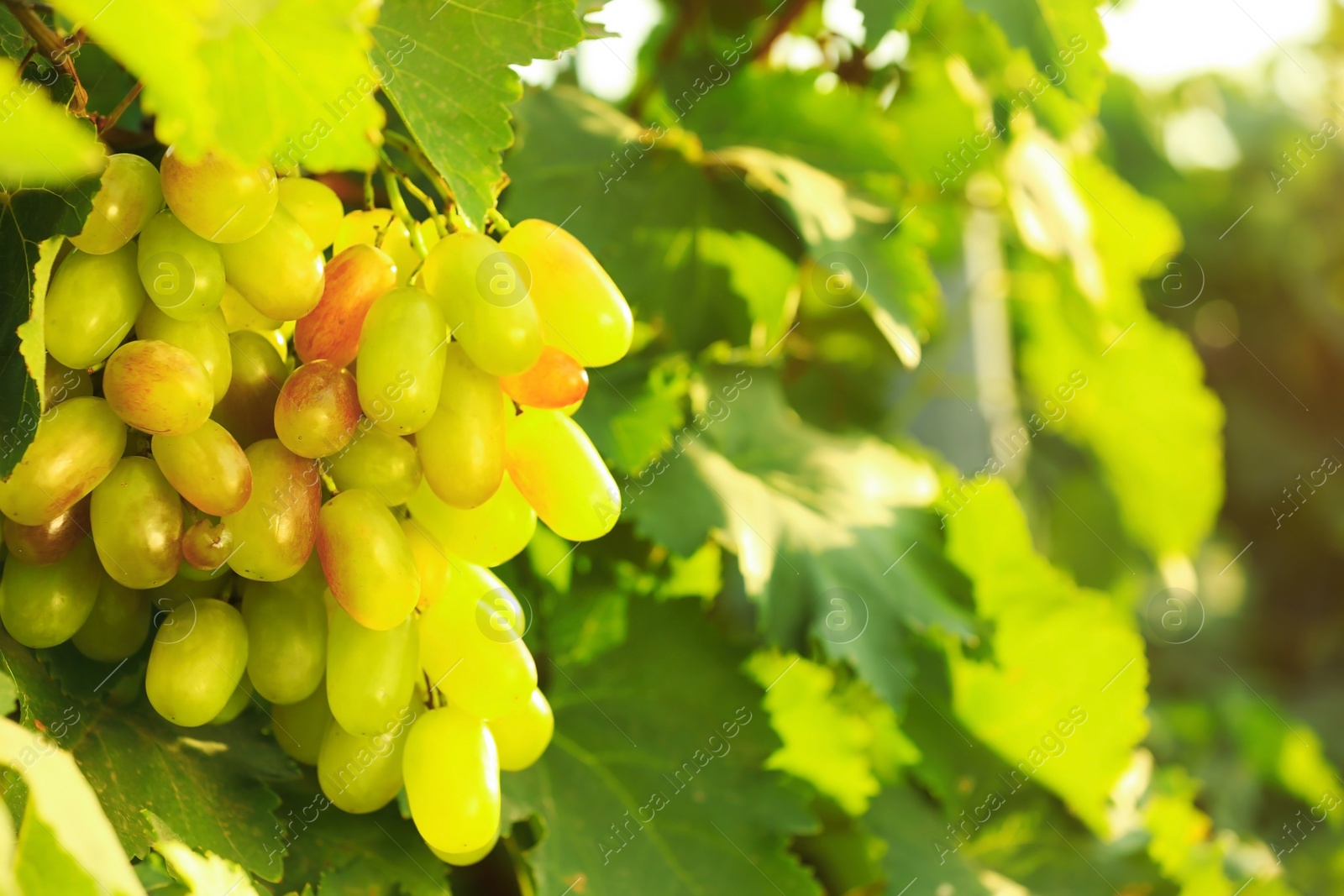 Photo of Fresh ripe juicy grapes growing on branch in vineyard