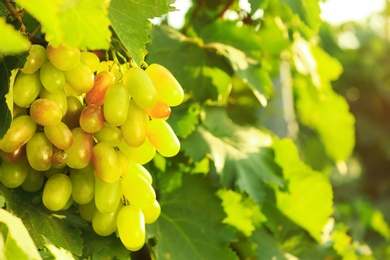 Fresh ripe juicy grapes growing on branch in vineyard