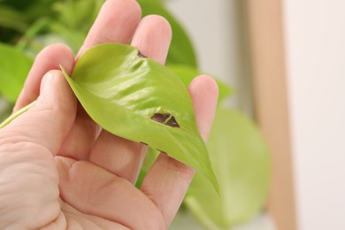 Photo of Woman touching houseplant with damaged leaf indoors, closeup