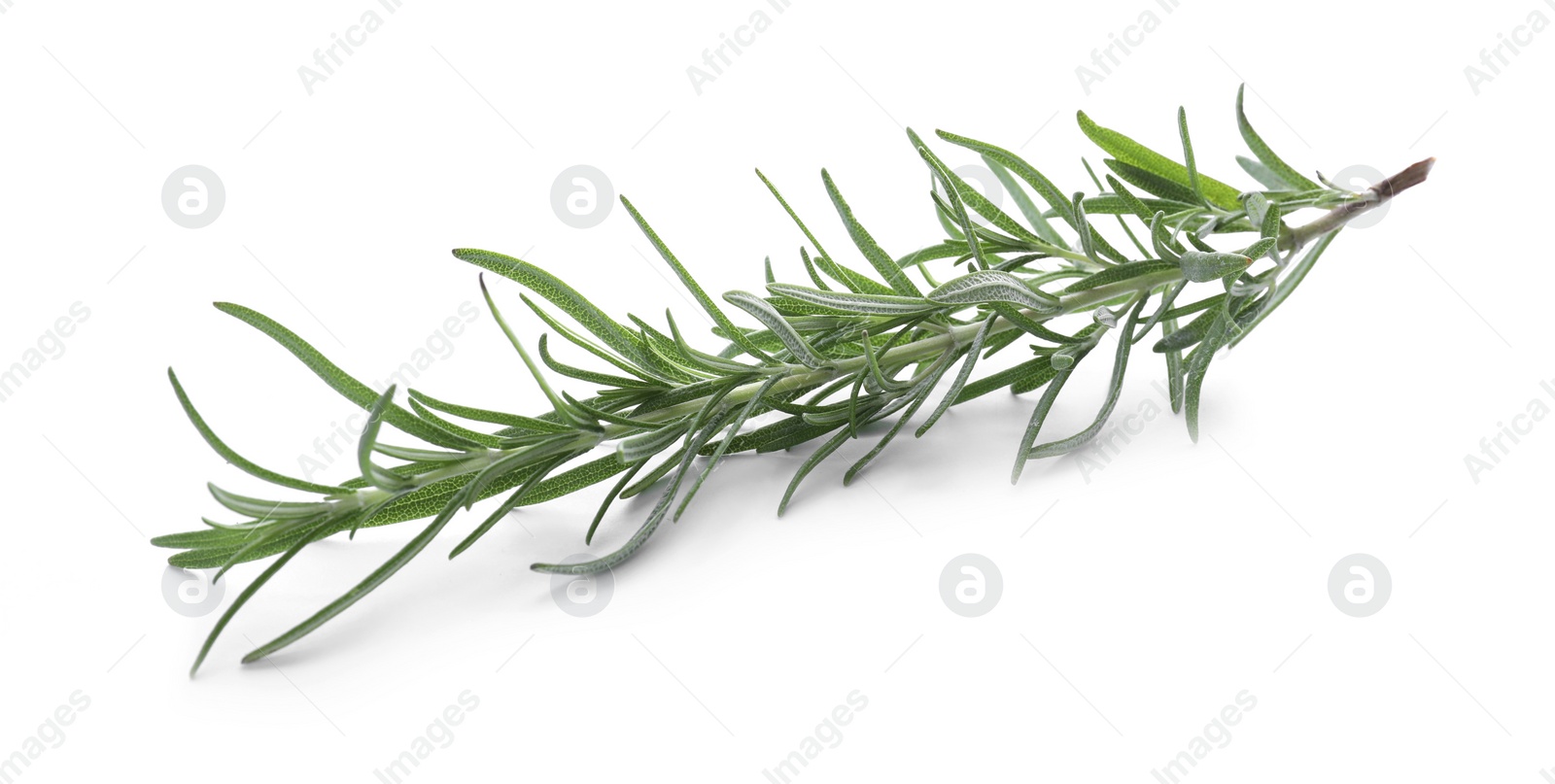 Photo of Fresh green rosemary isolated on white. Aromatic herb