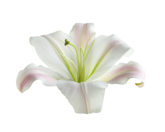 Beautiful blooming lily flower isolated on white