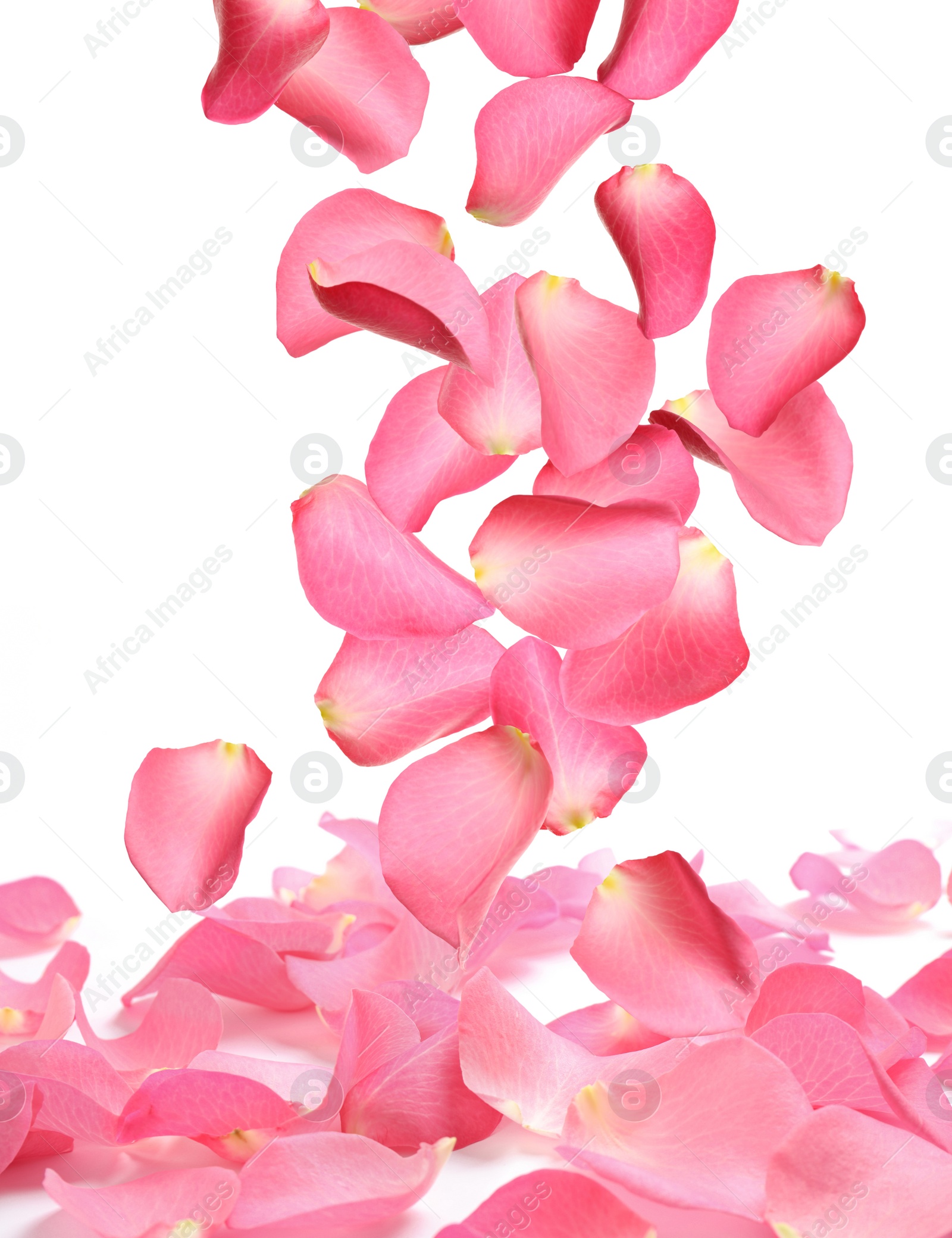 Image of Flying fresh pink rose petals on white background