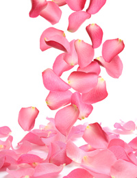 Flying fresh pink rose petals on white background