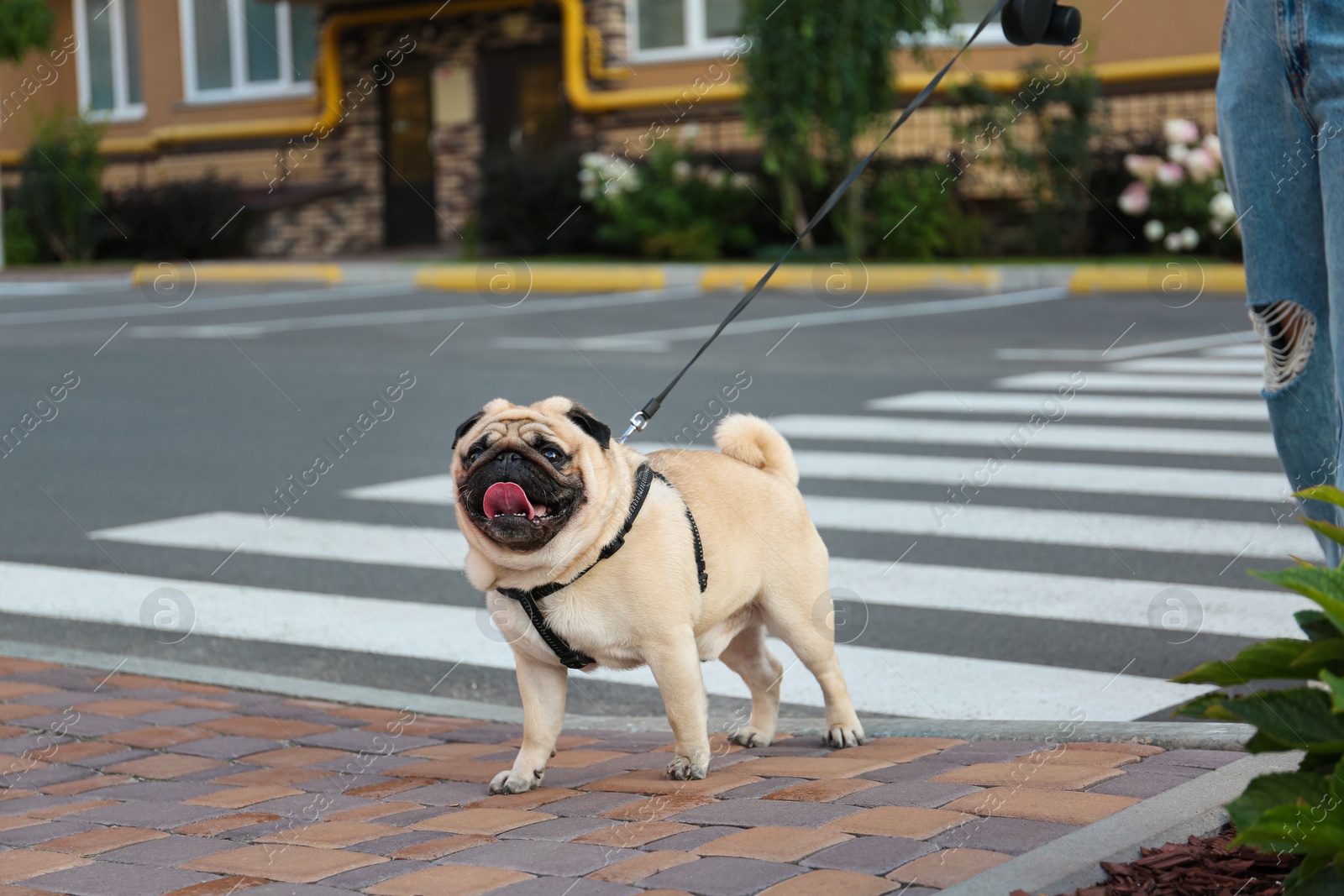 Photo of Woman walking with her cute pug outdoors, closeup