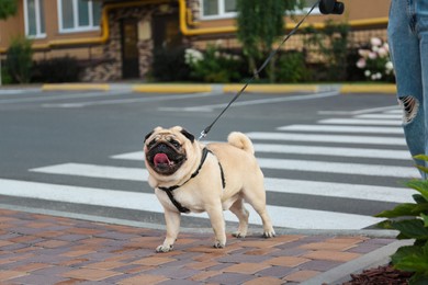 Woman walking with her cute pug outdoors, closeup