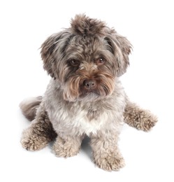 Photo of Cute Maltipoo dog on white background, above view. Lovely pet