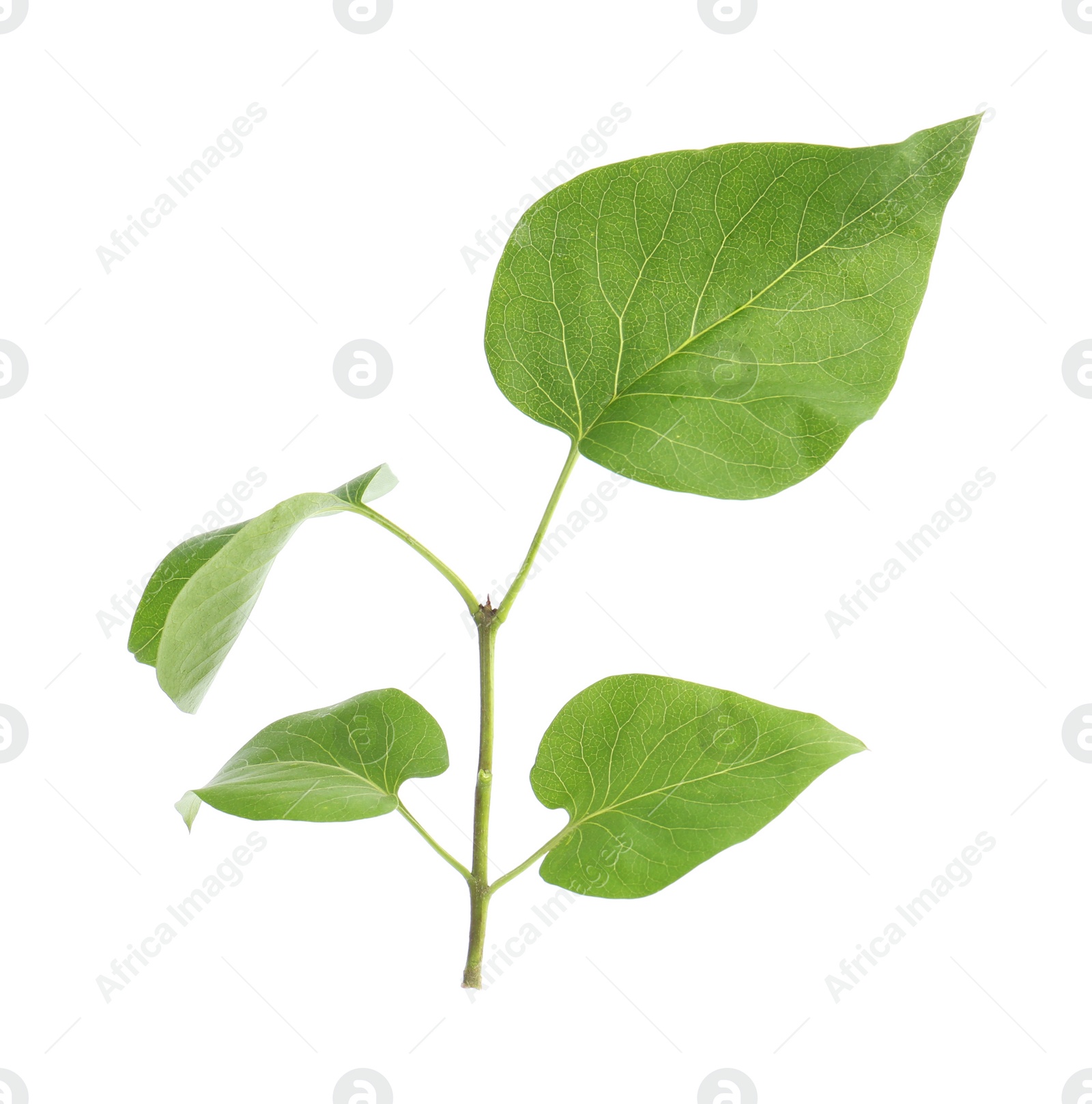 Photo of Fresh green lilac leaves on white background