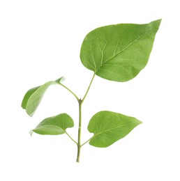 Photo of Fresh green lilac leaves on white background