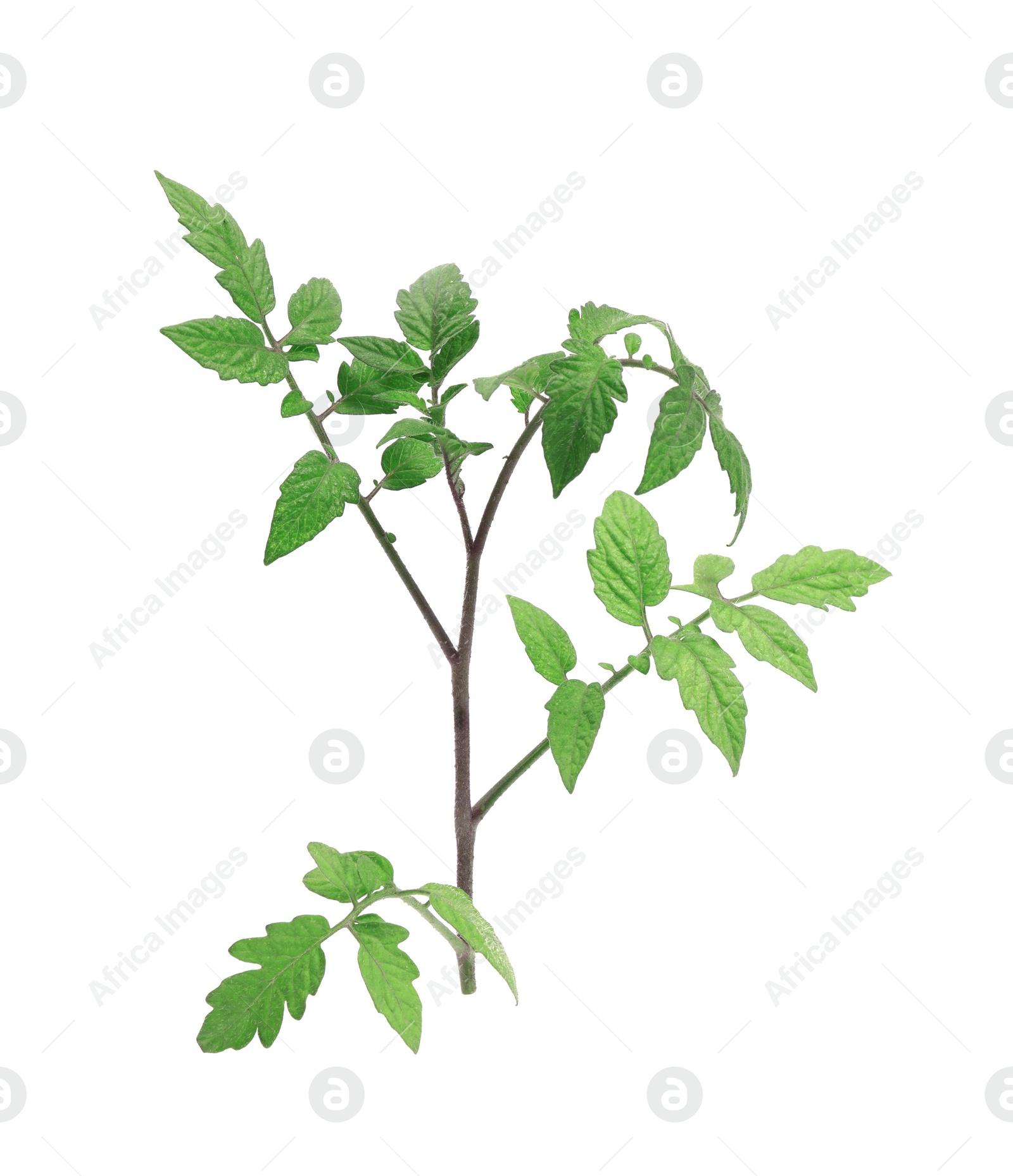 Photo of Branch of tomato plant with leaves isolated on white