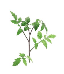 Photo of Branch of tomato plant with leaves isolated on white